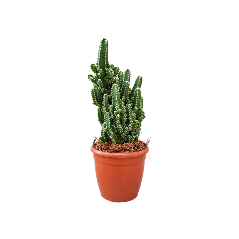 Cereus peruvianus 'Florida' (Monstrose Mini) - Image 5