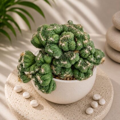 Cereus repandus ‘Petra’ – Rare Sculptural Columnar Cactus - Nook & Nature