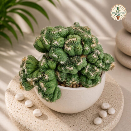 Cereus Repandus Petra Rare Sculptural Columnar Cactus H2 - Nook & Nature