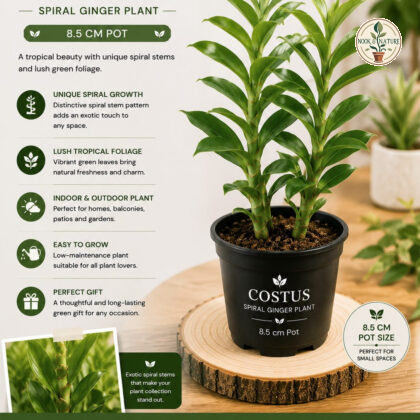 Costus Plant – 8.5 cm Pot – Premium Spiral Ginger Indoor & Outdoor Plant - Nook & Nature