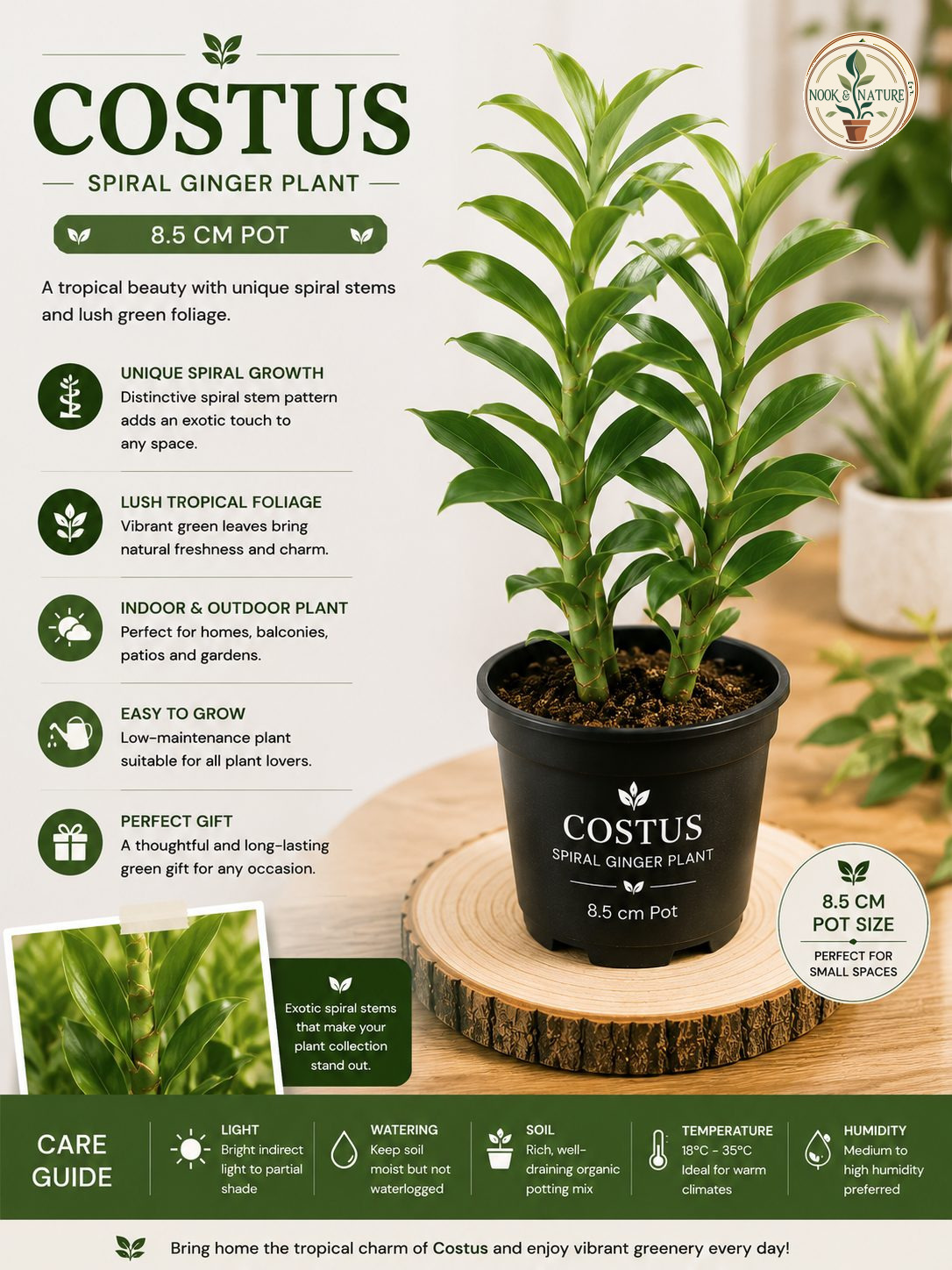 Costus Plant – 8.5 cm Pot – Premium Spiral Ginger Indoor & Outdoor Plant - Nook & Nature
