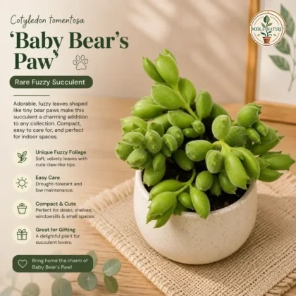 Cotyledon Tomentosa Baby Bears Paw Rare Fuzzy Succulent H2 - Nook & Nature