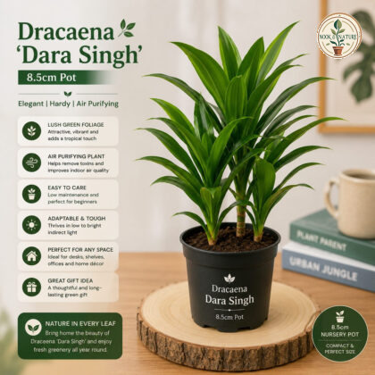 Dracaena ‘Dara Singh’ – 8.5 cm Pot – Premium Compact Dracaena Indoor Plant - Nook & Nature