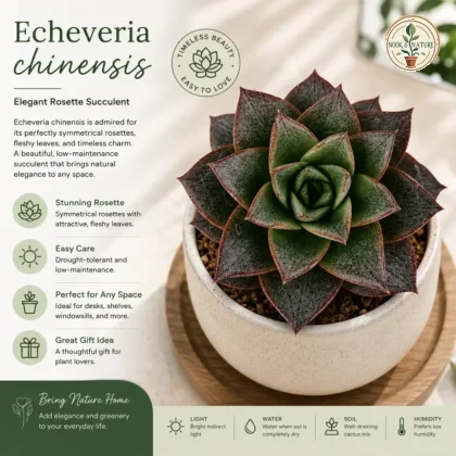 Echeveria Chinensis Elegant Rosette Succulent H2 - Nook & Nature