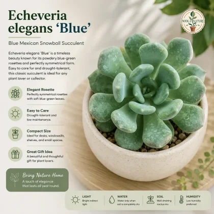 Echeveria Elegans Blue Blue Mexican Snowball Succulent H2 - Nook & Nature