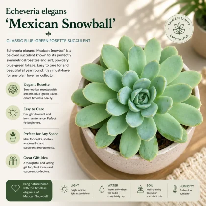 Echeveria elegans ‘Mexican Snowball’ – Classic Blue-Green Rosette Succulent - Nook & Nature