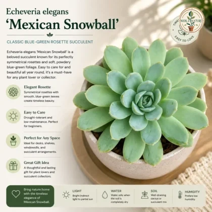 Echeveria Elegans Mexican Snowball Classic Blue Green Rosette Succulent H2 - Nook & Nature
