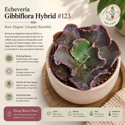 Echeveria Gibbiflora Hybrid 123 Rare Collectors Rosette Succulent H2 - Nook & Nature
