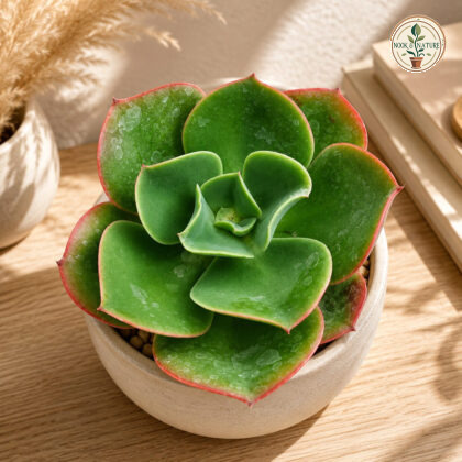Echeveria Gigantea Hybrid 88 Rare Giant Rosette Collectors Succulent H2 - Nook & Nature