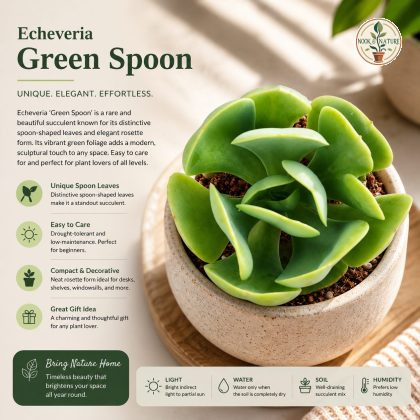 Echeveria Green Spoon Rare Spoon Leaf Rosette Succulent H2 - Nook & Nature