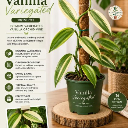 Vanilla Variegated Plant – 10 cm Pot – Premium Variegated Vanilla Orchid Vine - Nook & Nature
