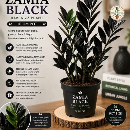 Zamioculcas Raven - Nook & Nature