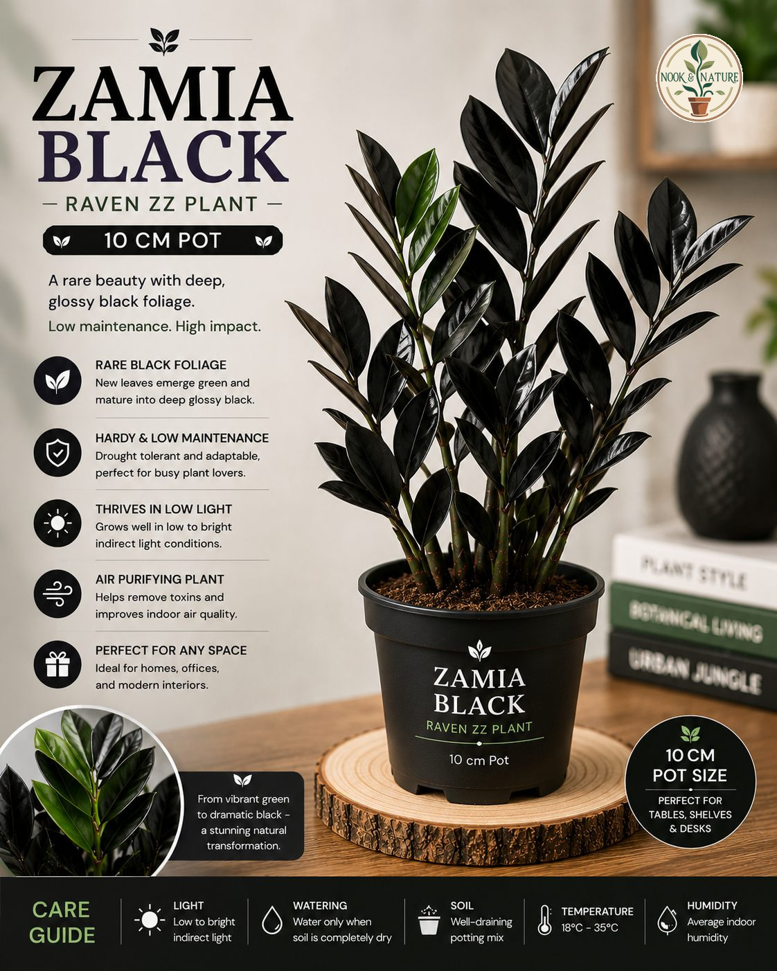 Zamioculcas Raven - Nook & Nature