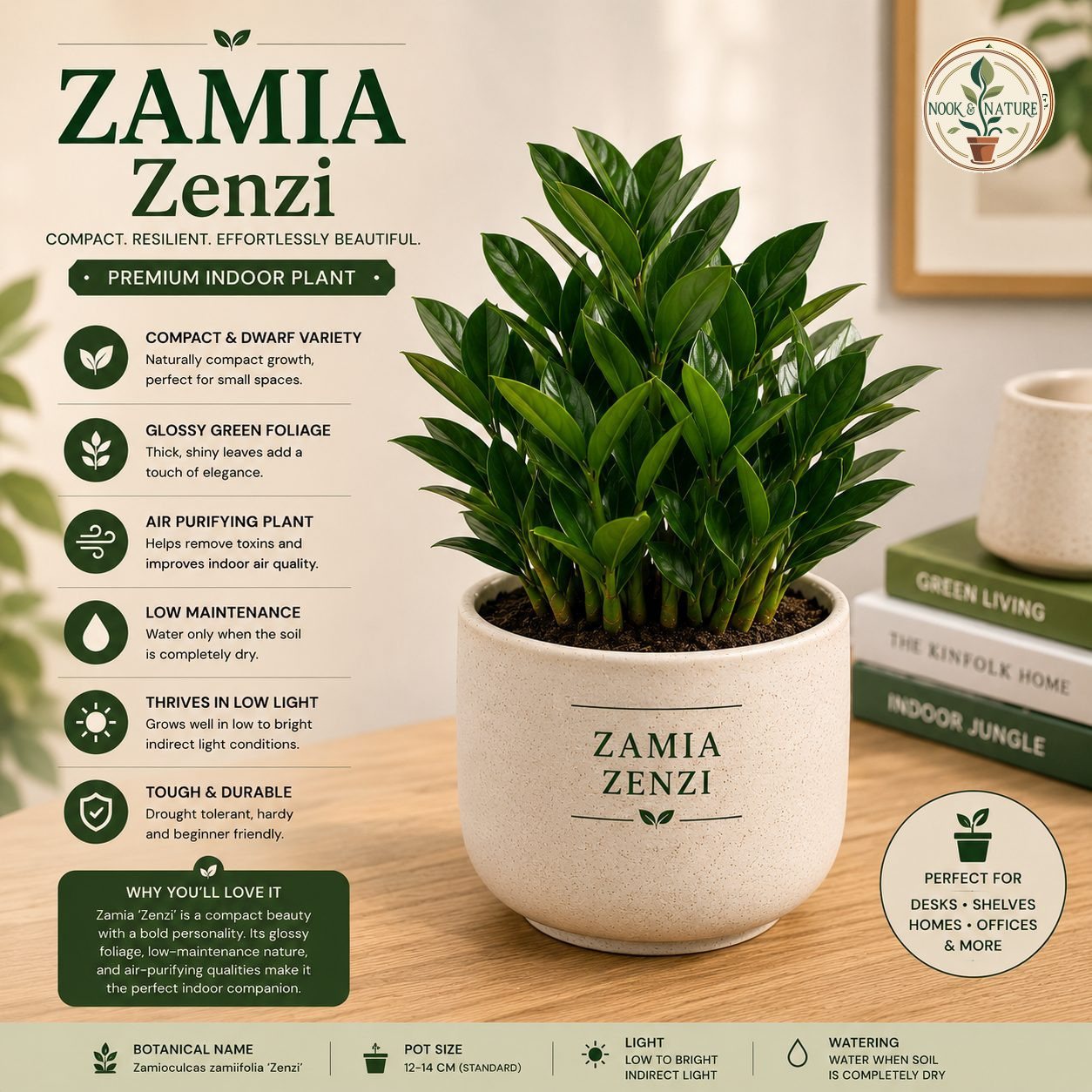 Zamioculcas Zenzi - Nook & Nature
