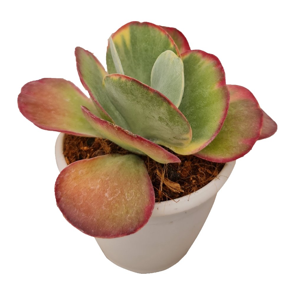 Kalanchoe luciae 'Fantastic' - Fantastic Flapjack Succulent - Image 2
