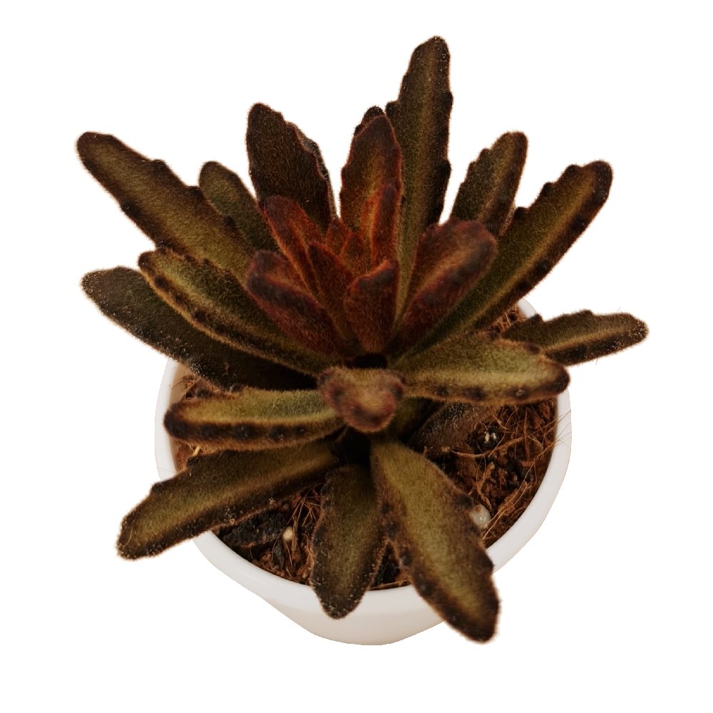 Kalanchoe tomentosa 'Red Velvet' - Image 2