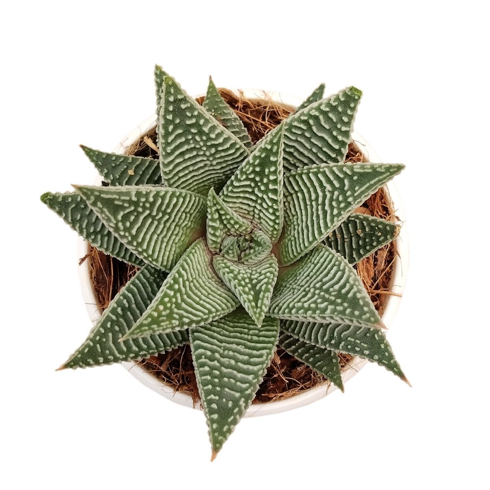 Haworthia limifolia 'Striata' - Image 2