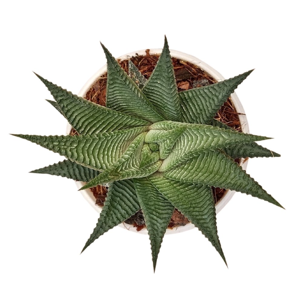 Haworthia limifolia 'Twist' (C) - Image 2