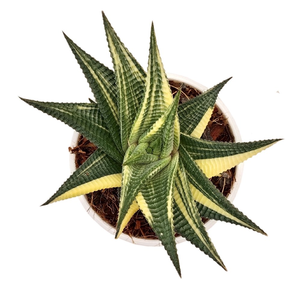 Haworthia limifolia 'Variegated' - Image 2