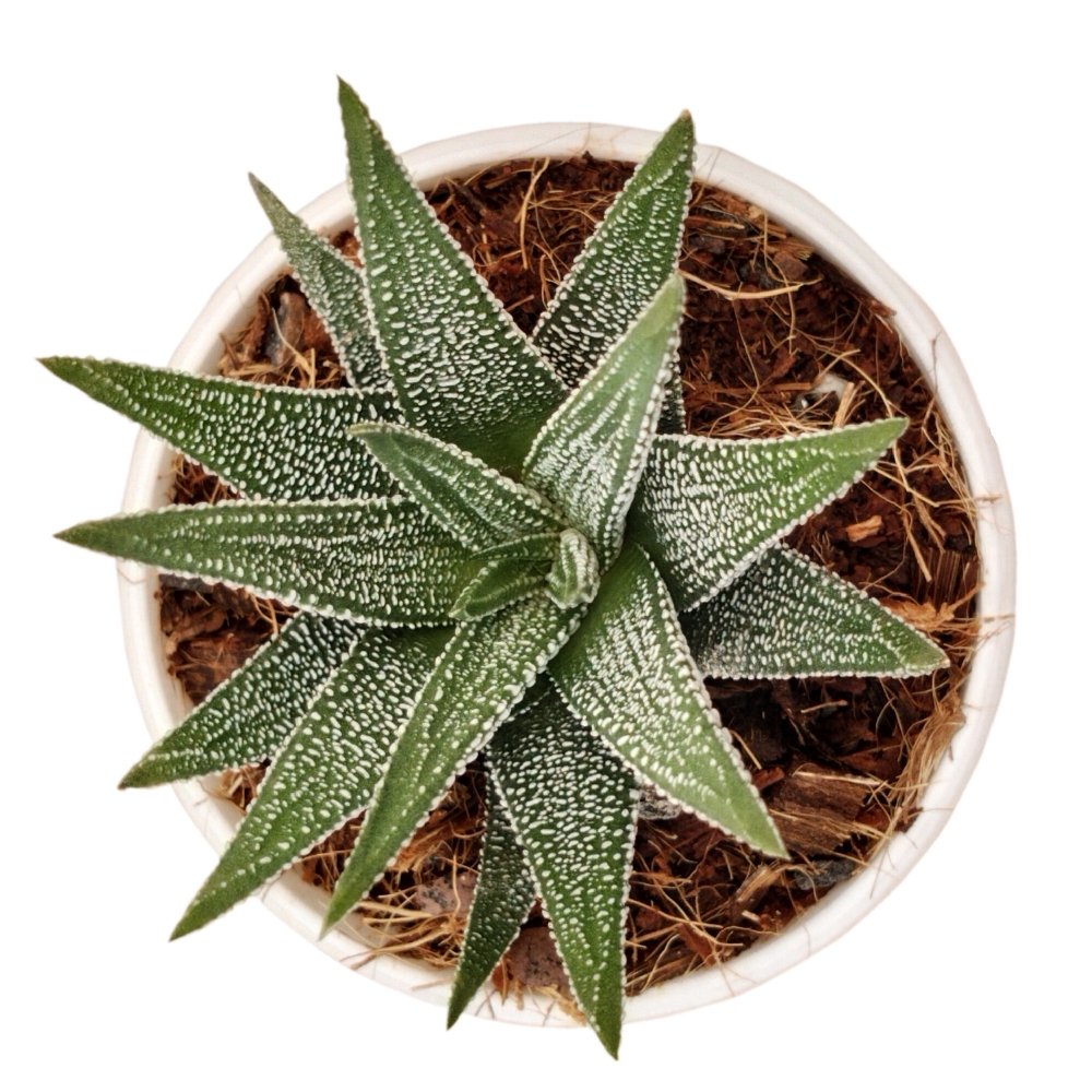 Haworthia margaritifera 'Pearl Plant' – Rare Textured Succulent - Image 2