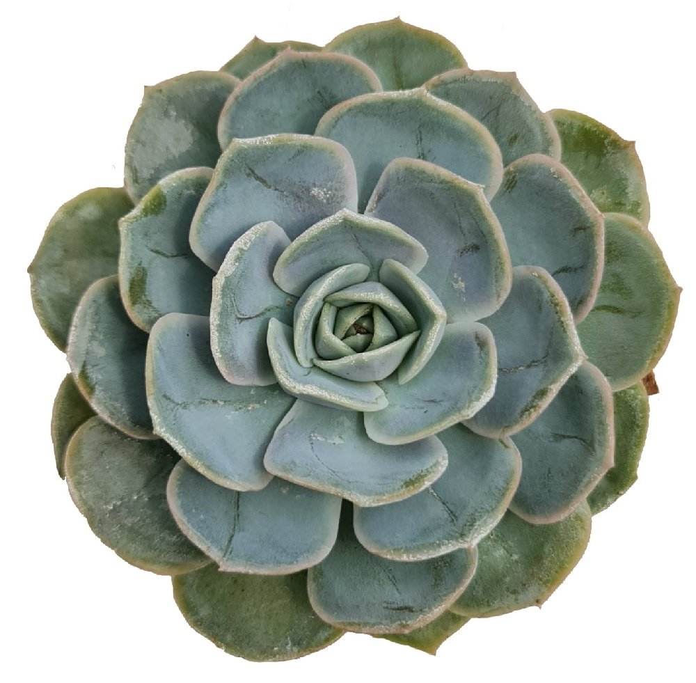 Echeveria hybrida 'Mexican Rose' - Image 2