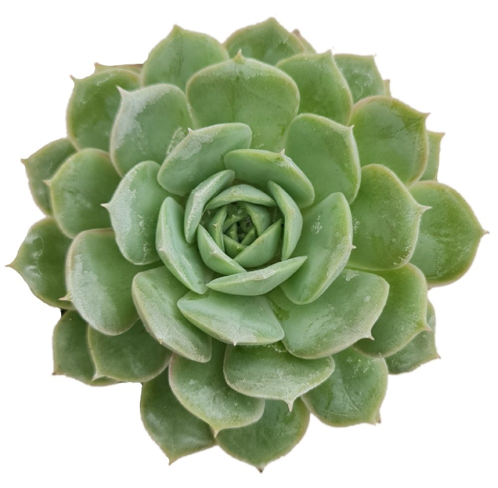 Echeveria Hybrid #105 - Image 2