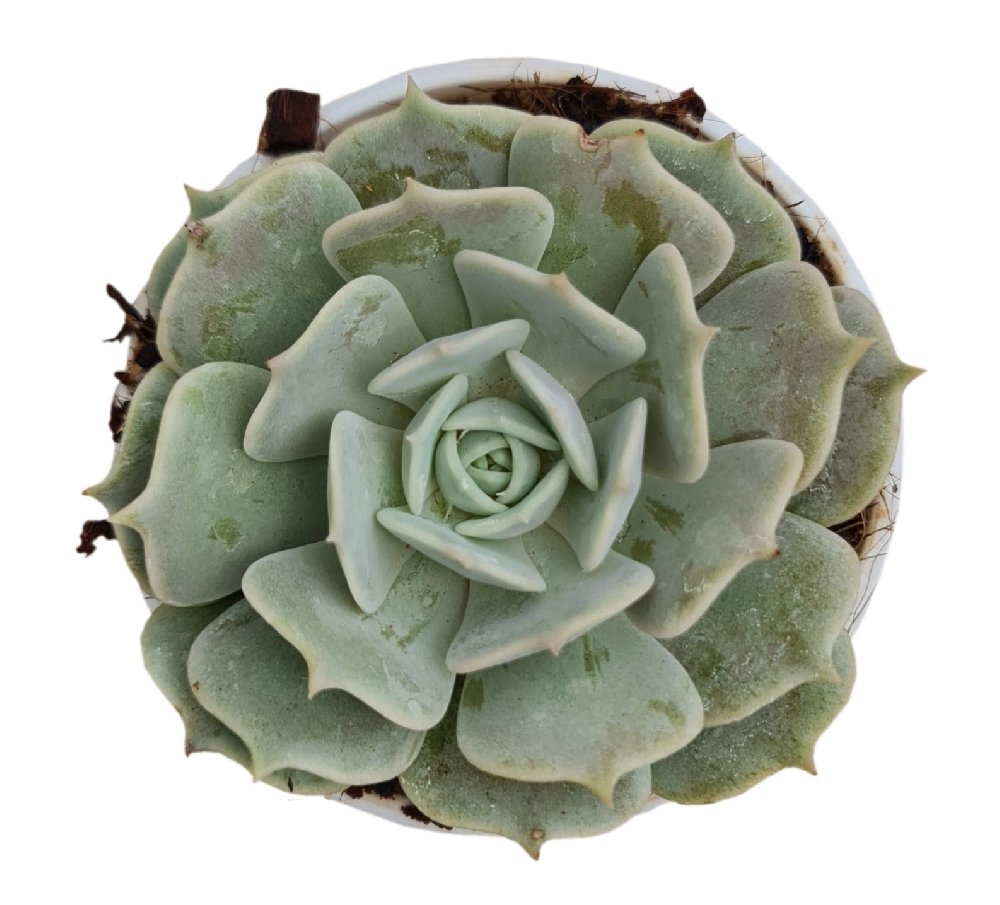 Echeveria hybrida 'Lola' - Image 2