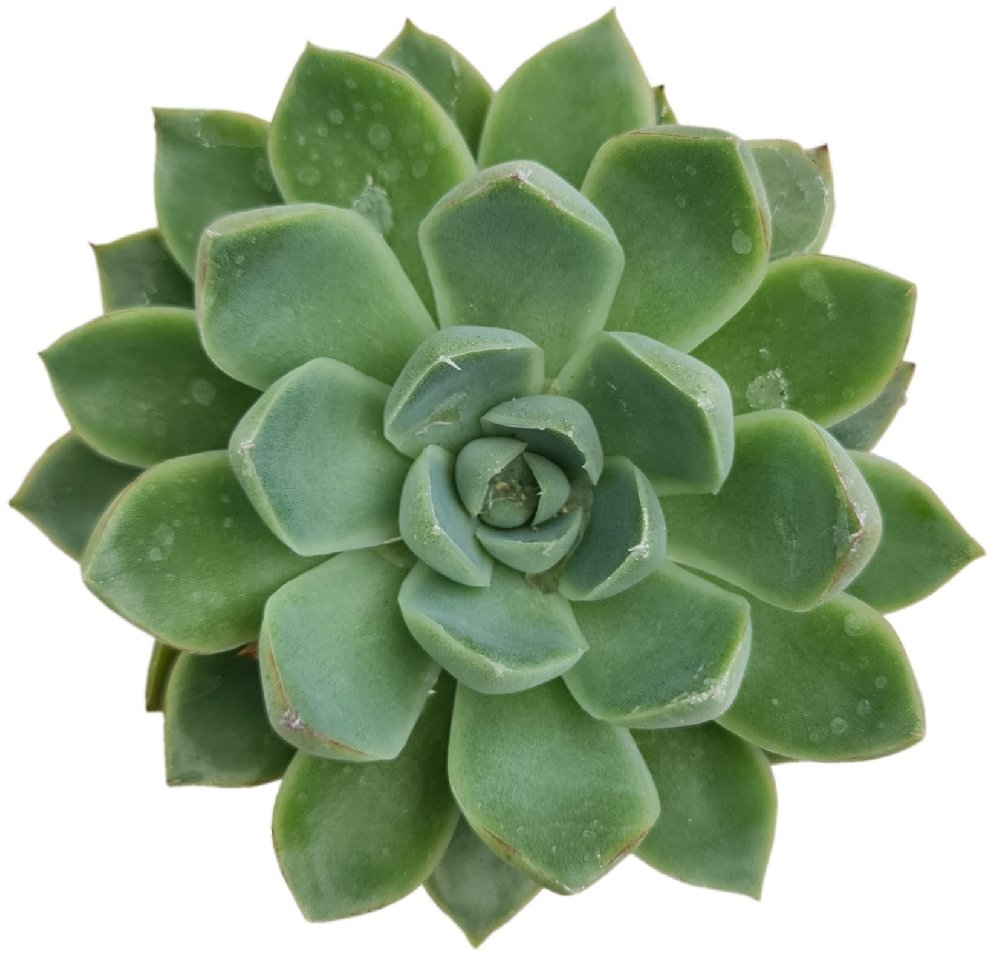 Echeveria hybrida #80 - Image 2