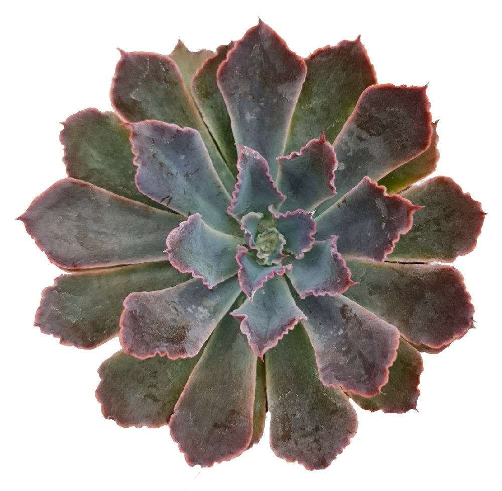 Echeveria shaviana 'Pink Frills' - Image 2