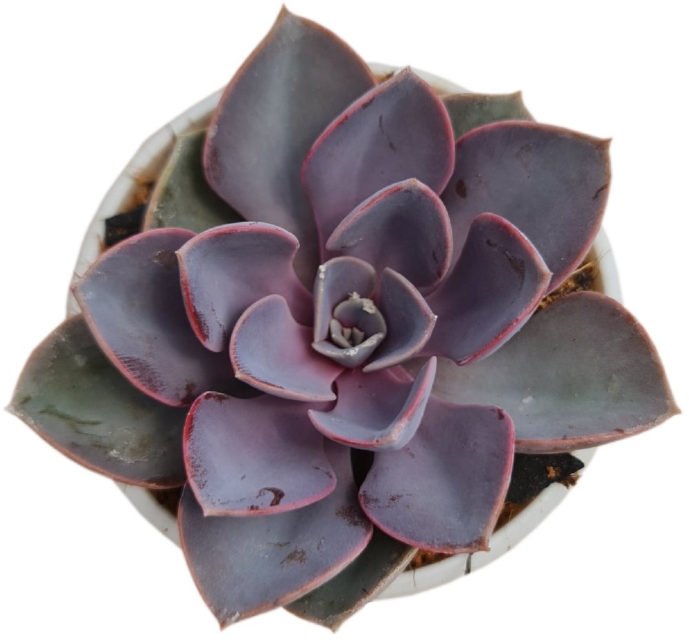 Echeveria Hybrida 'Perle von Nürnberg' - Image 2