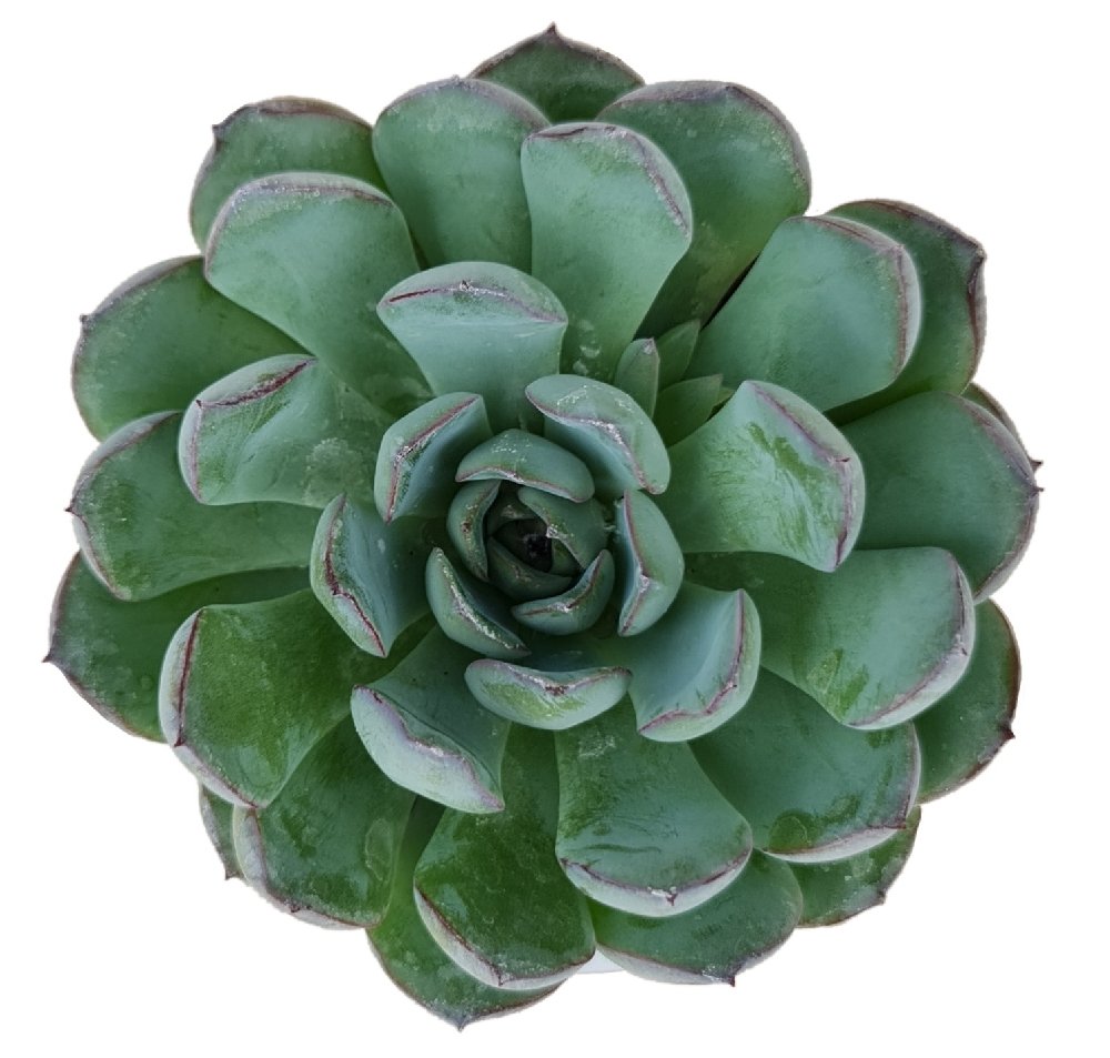 Echeveria pulidonis 'Mountain Crest' (#28) - Image 2