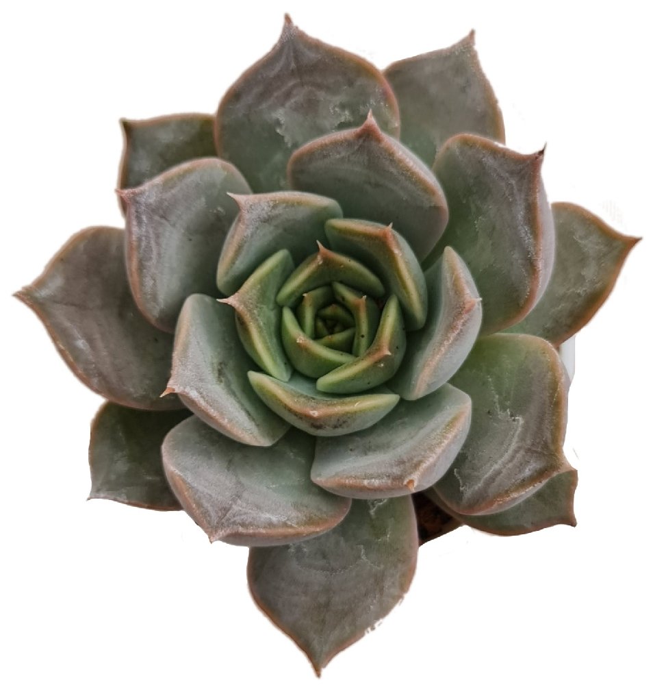 Echeveria Mensa - Image 2
