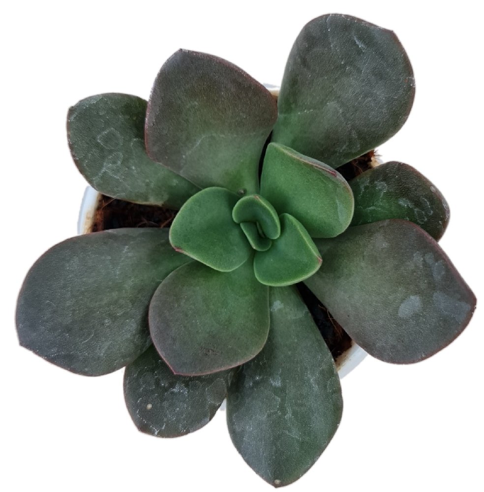 Echeveria Hybrid #130 - Image 2
