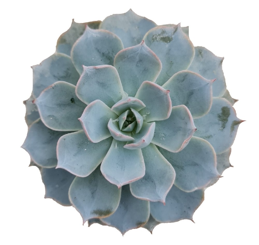 Echeveria subsesilis - Image 2