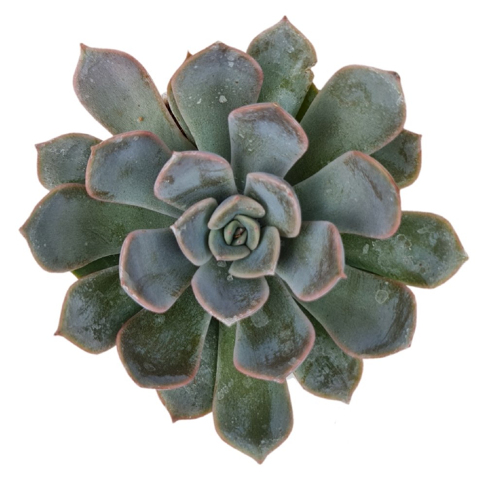 Echeveria 'Fiona' - Image 2