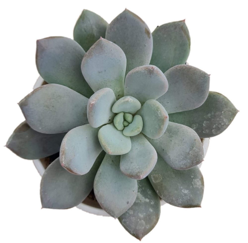 Echeveria hybrida 'Silver Bird' (#139) - Image 2