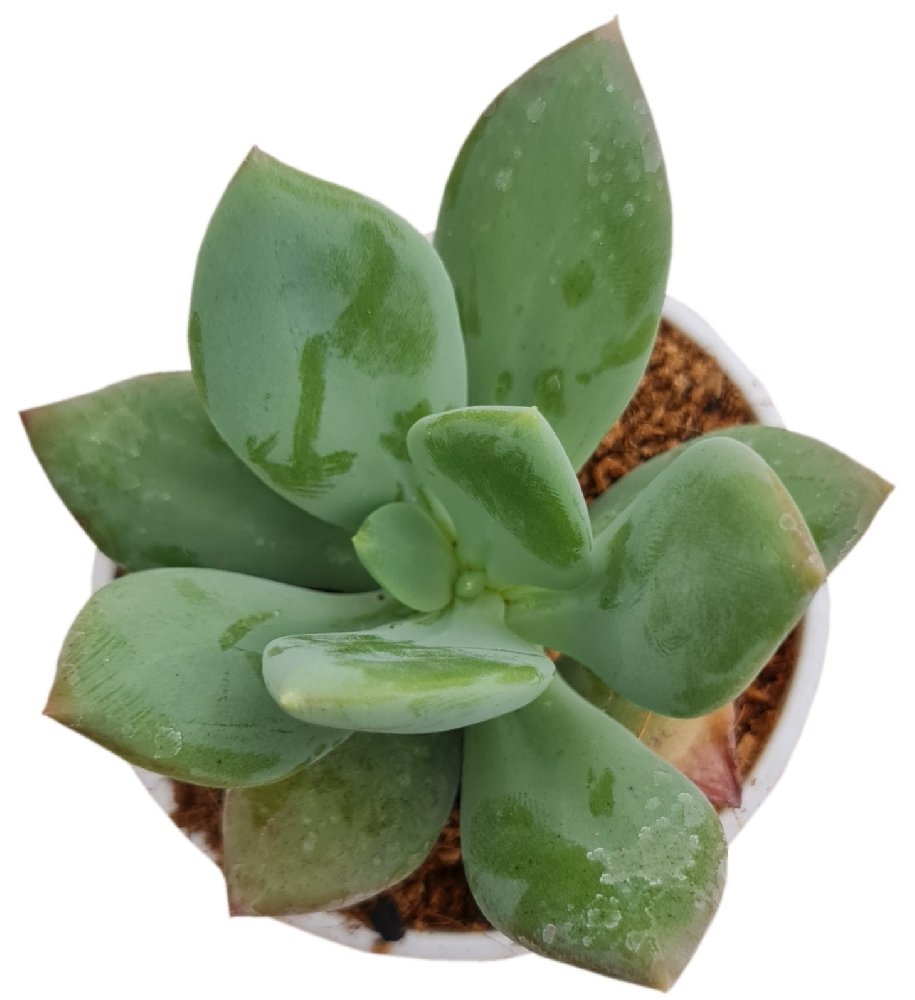 Echeveria Hybrid #193 - Image 2