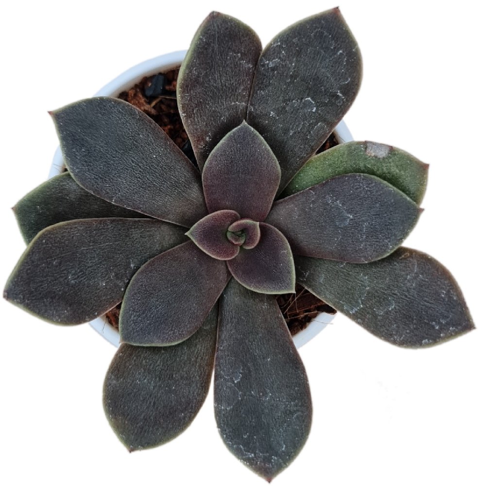 Echeveria hybrida #301 - Image 2