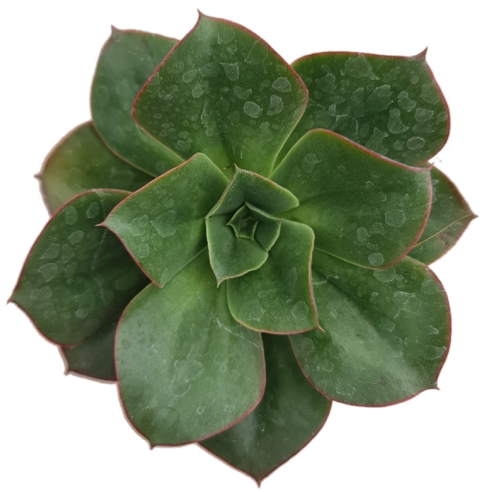 Echeveria Hybrid #12 - Image 2