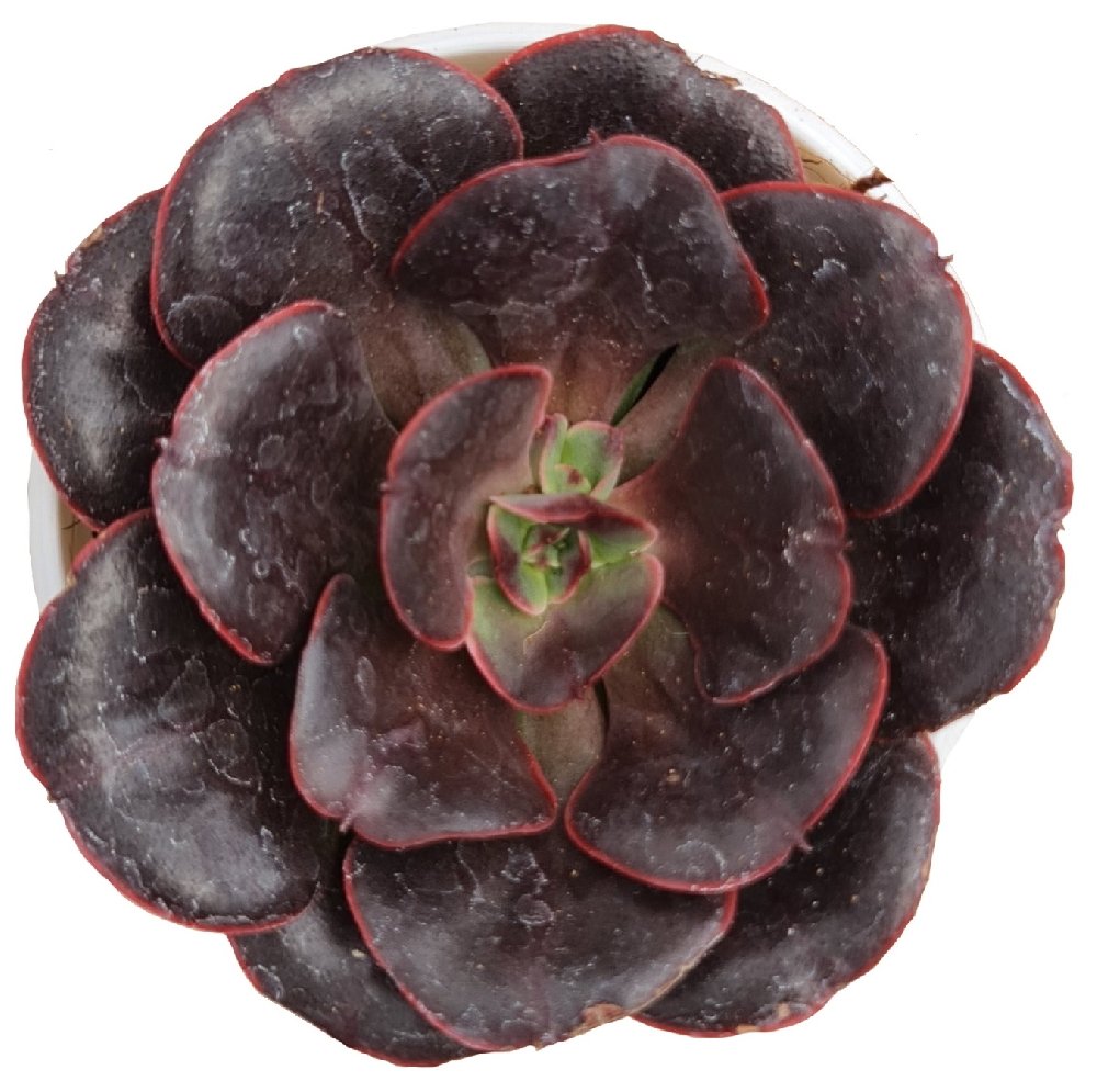 Echeveria Red Prince - Image 2