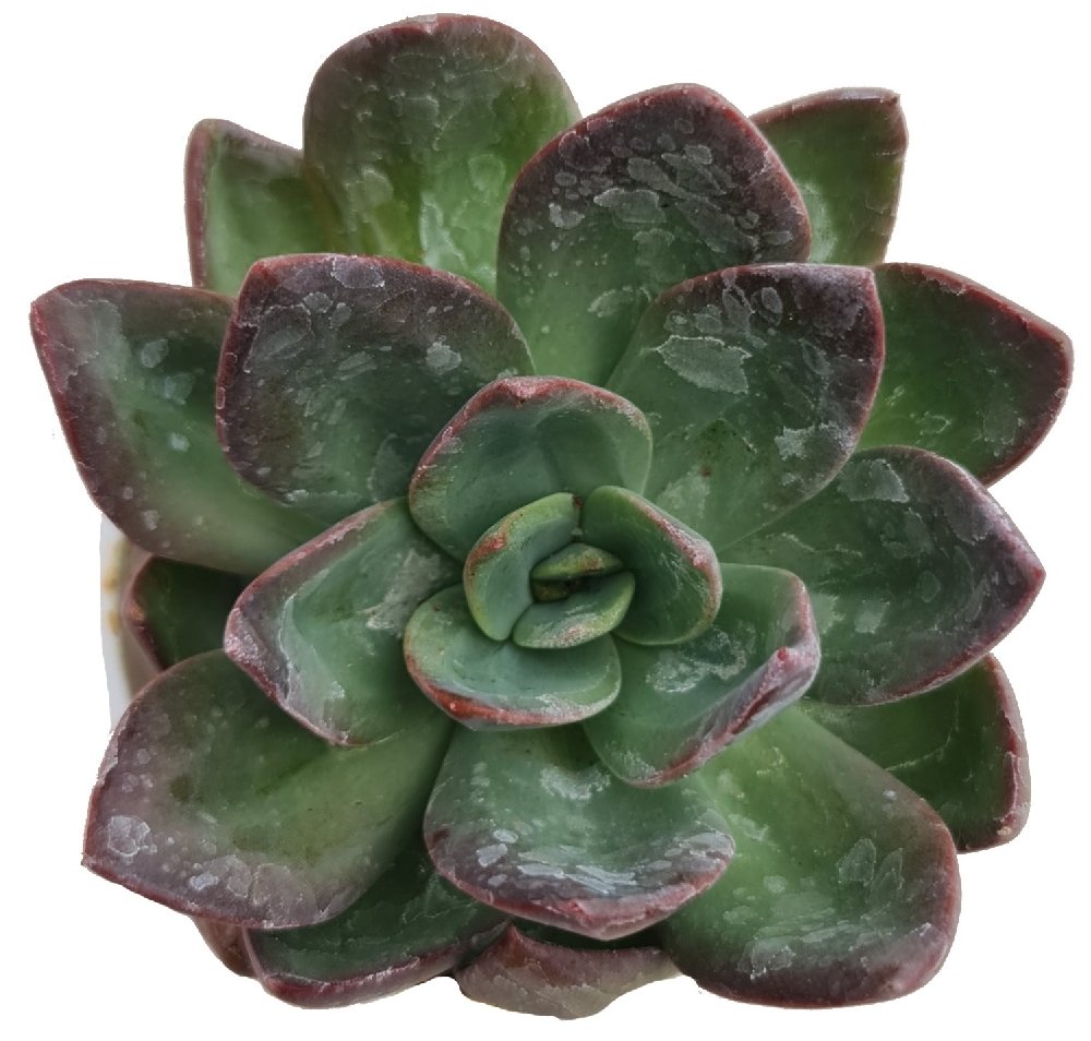 Echeveria hybrida 'Mira' - Image 2