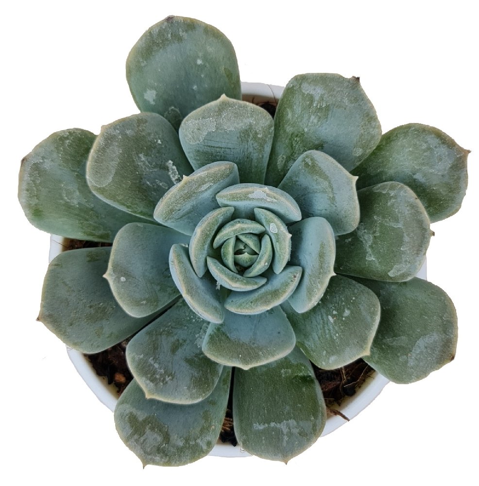 Echeveria runyonii – Silver Blue Rose Succulent - Image 2