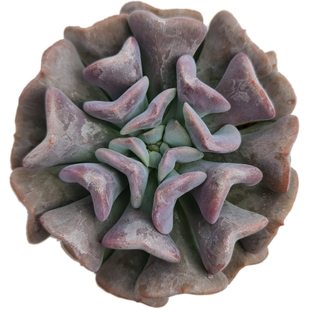 Echeveria Hybrida 'Purple Spoons' - Image 2