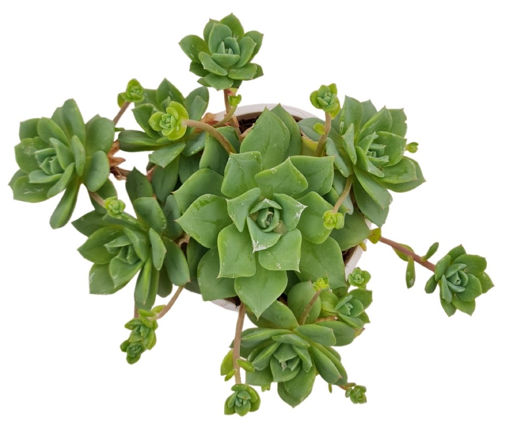Echeveria Jadeite - Image 2