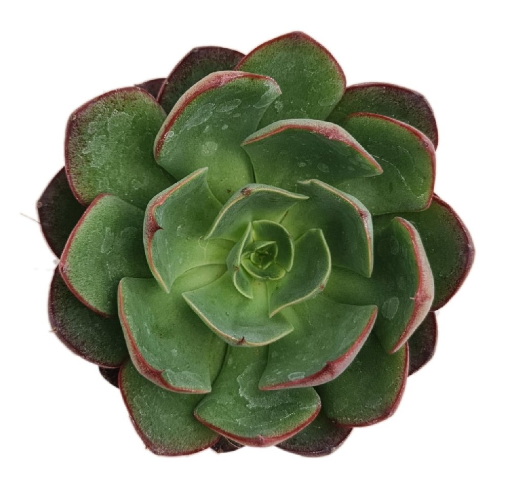 Echeveria Hybrid #140 - Image 2