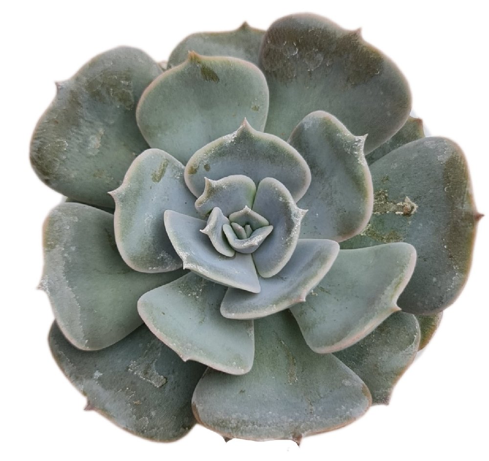 Echeveria Hybrida 'Pollux' - Image 2
