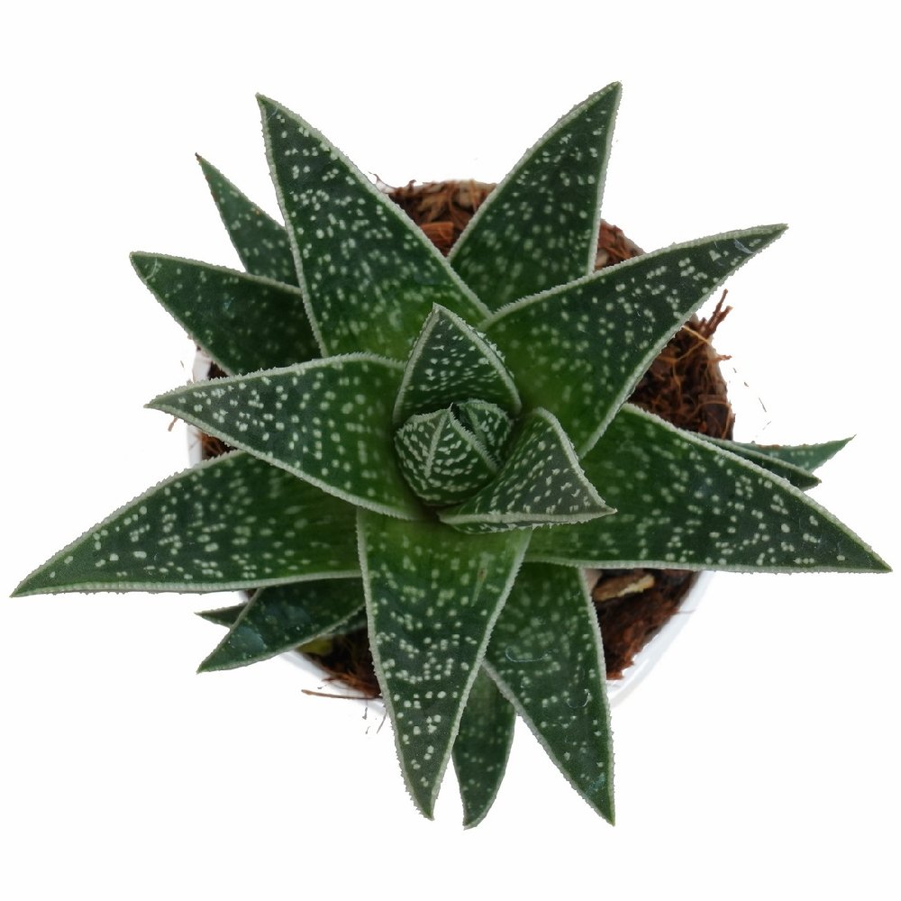Haworthia hybrida 'Green Dew' - Image 2