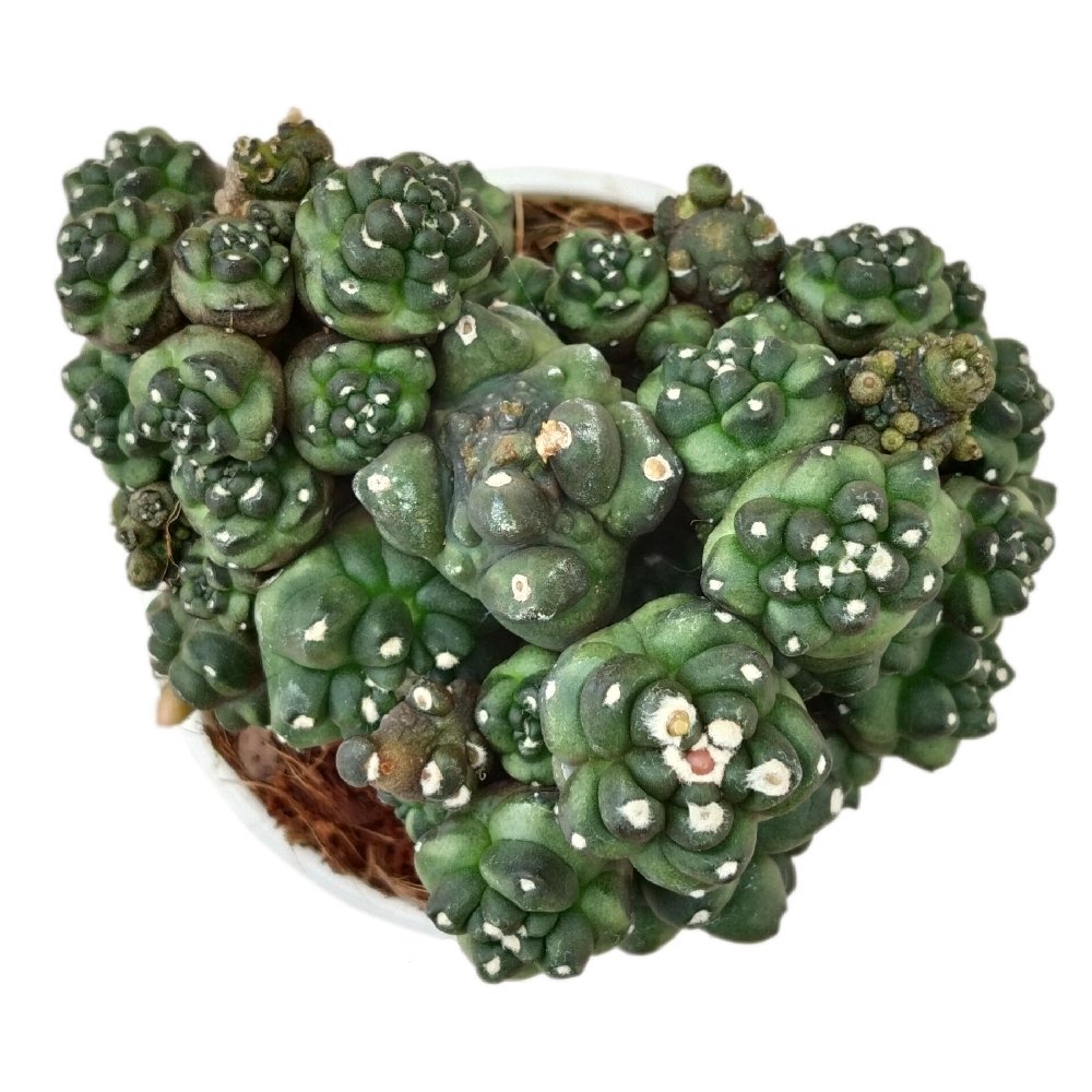 Gymnocalycium 'Kikko' – Kikko Cactus - Image 2
