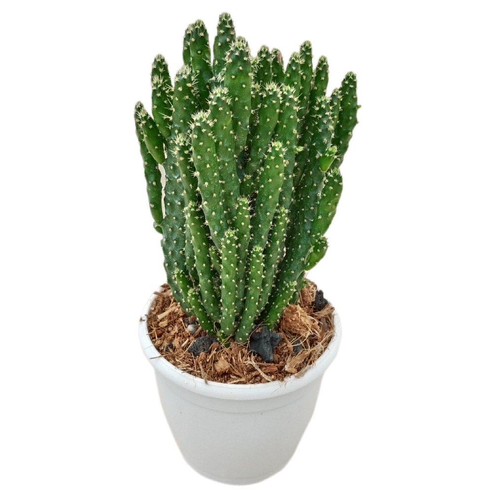 Opuntia Hybrid (Hybrid Prickly Pear Cactus) - Image 2