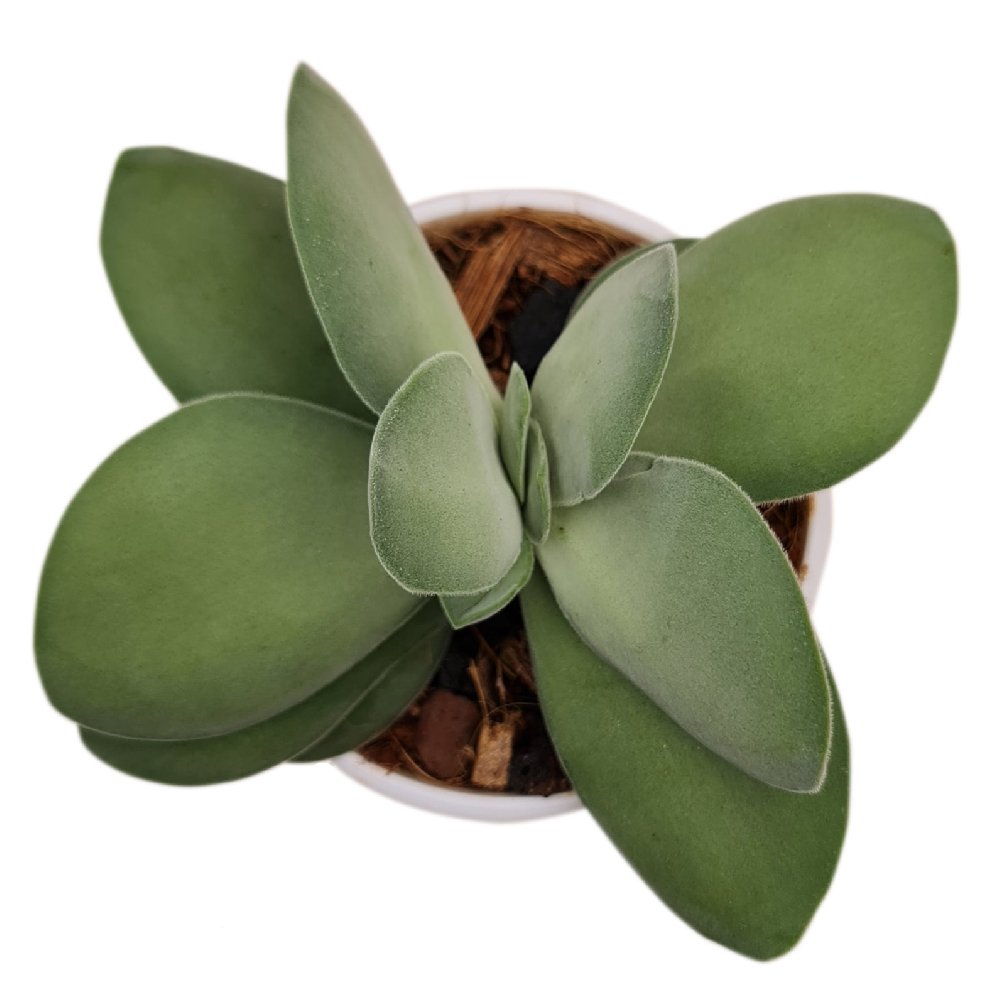 Crassula dubia - Image 2